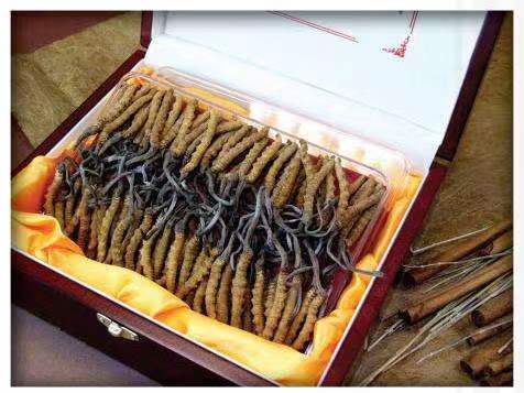 石峰冬虫夏草回收